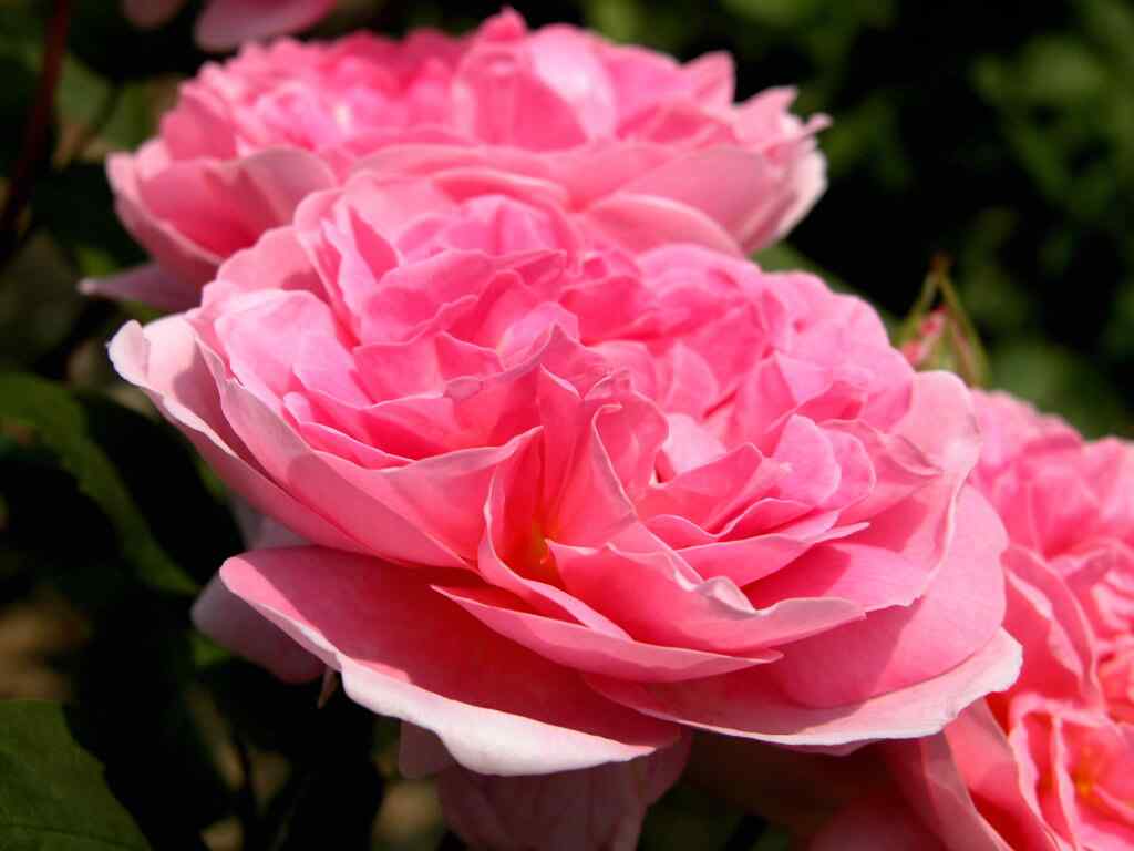美丽的蔷薇花高清摄影图片