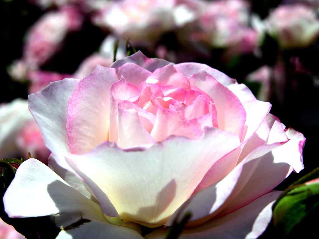 美丽的蔷薇花高清摄影图片