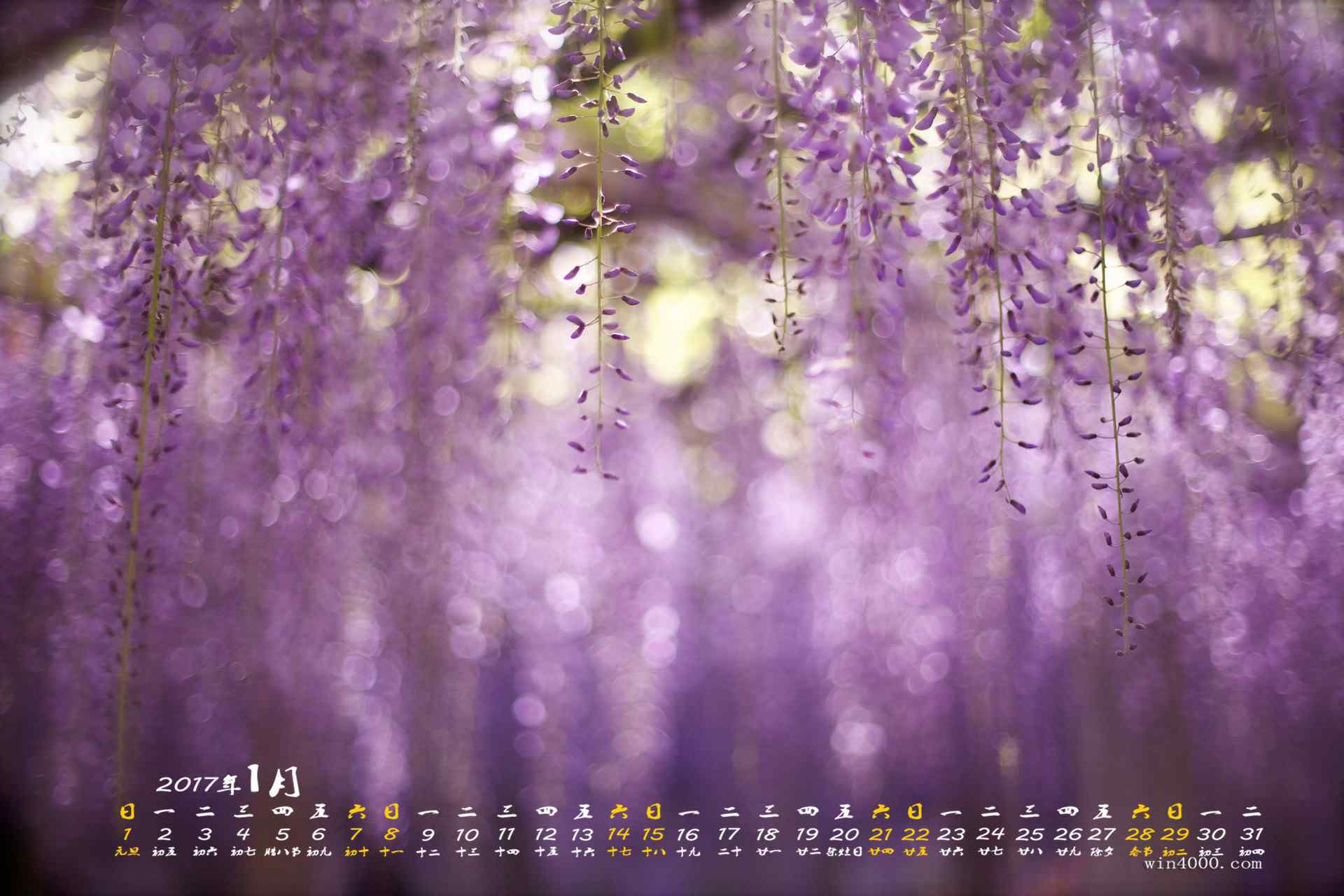2017年1月日历唯美的紫藤花壁纸