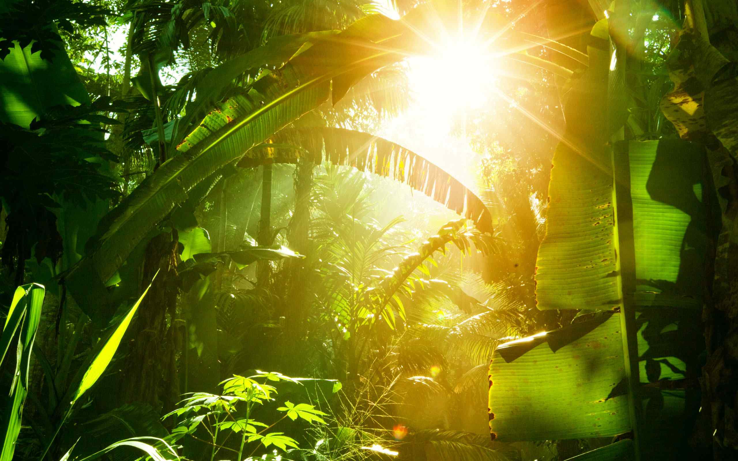 绿色清新的热带雨林风景壁纸