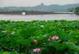 美丽的杭州西湖美