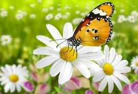 美丽的蝴蝶和花高清摄影图片壁纸