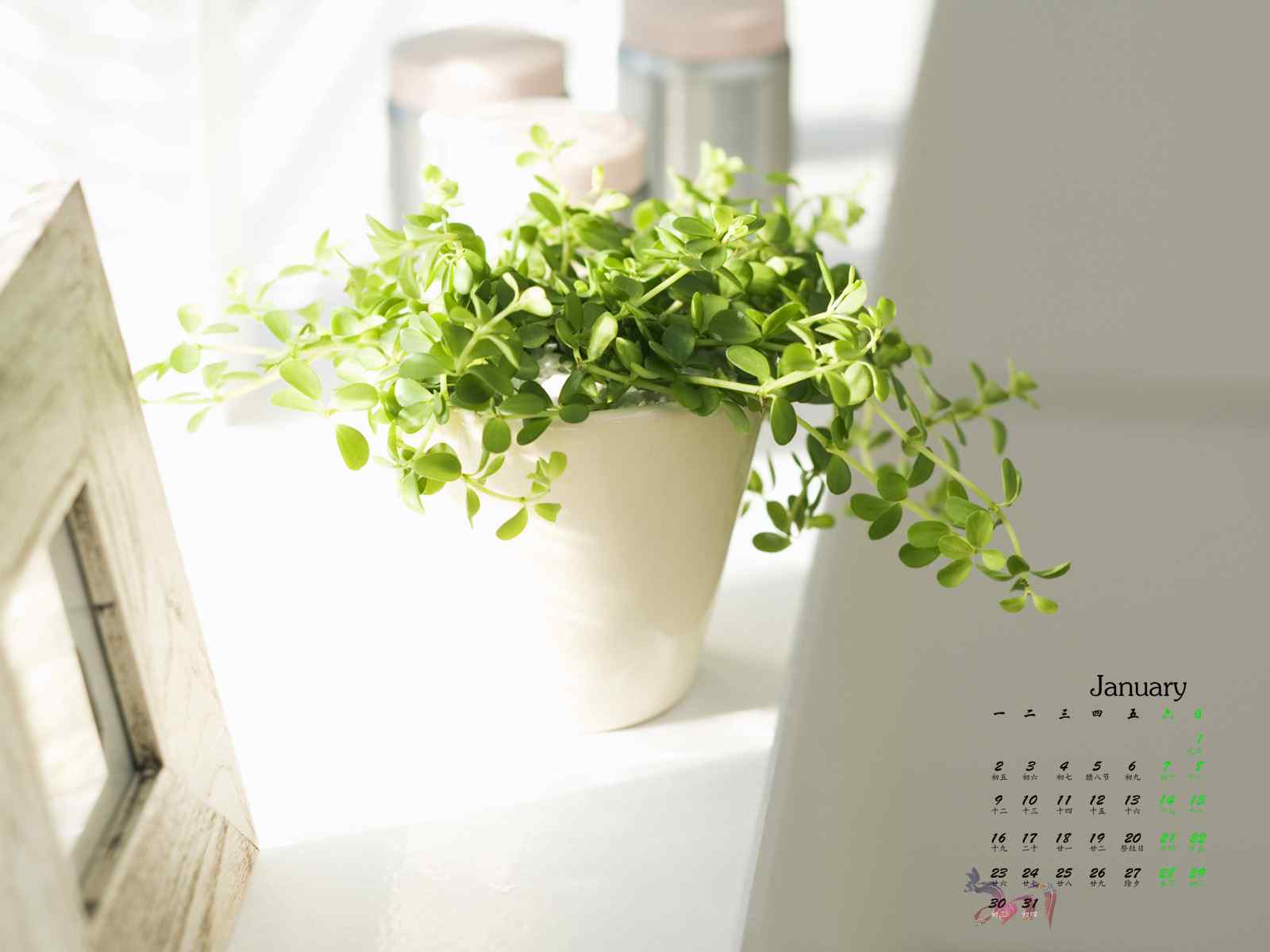 2017年1月日历小清新植物图片壁纸