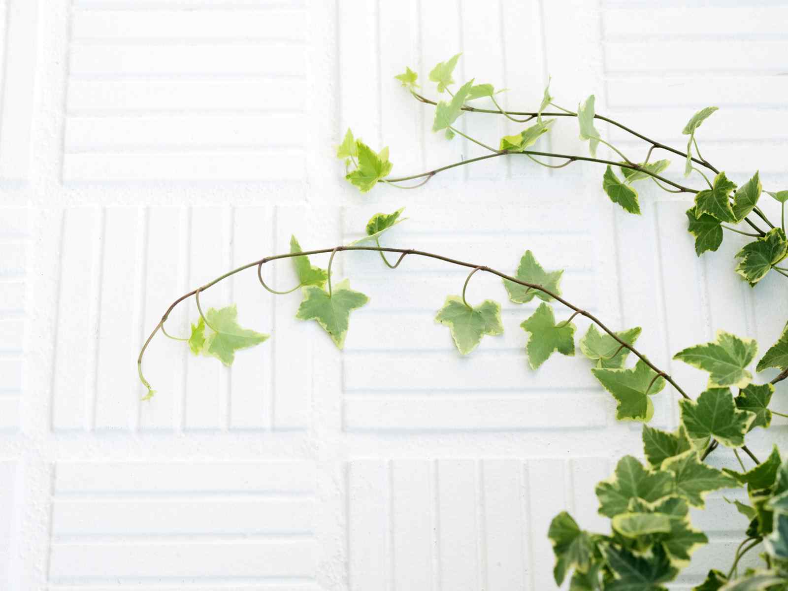 小清新绿色植物护眼壁纸
