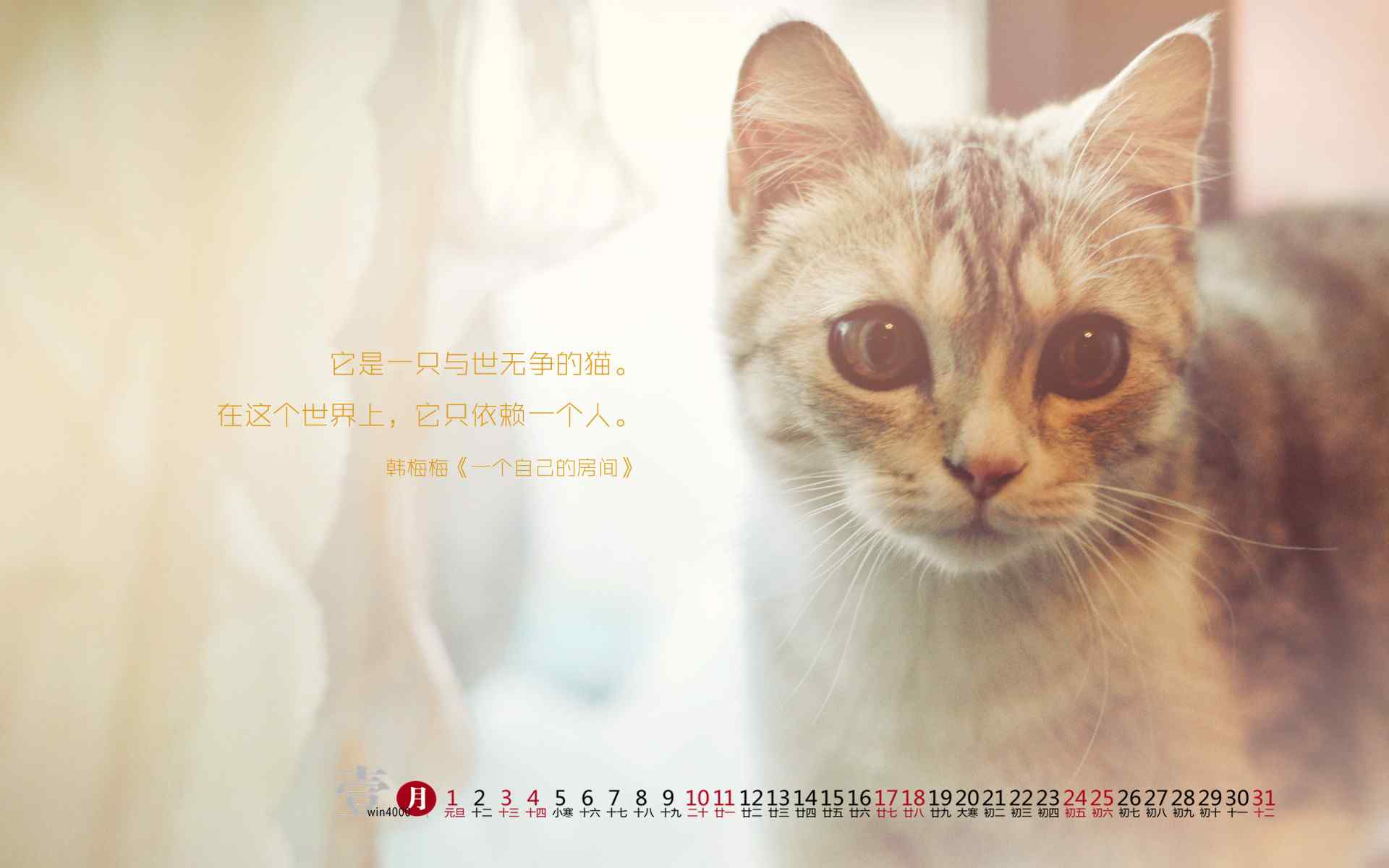 2017年1月日历萌萌哒小猫咪壁纸