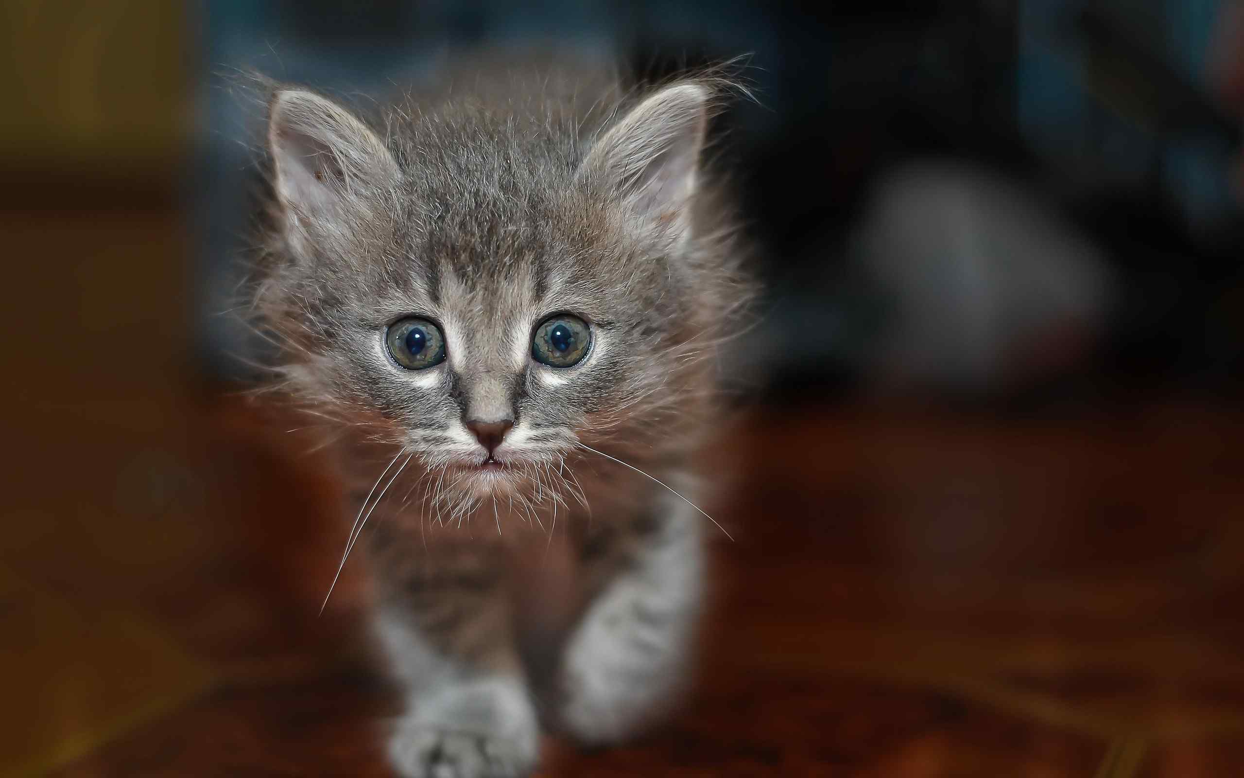 美丽可爱的小猫咪图片高清壁纸