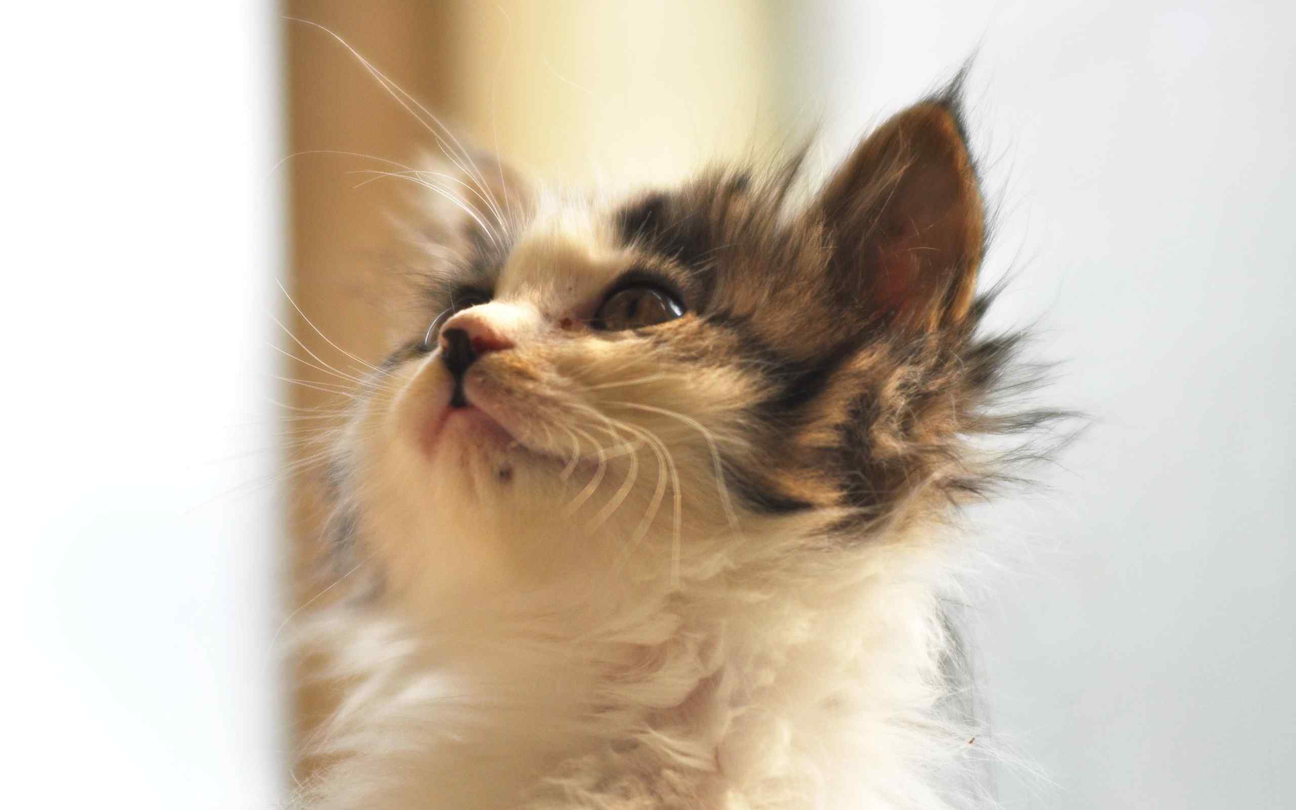 美丽可爱的小猫咪图片高清壁纸