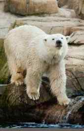 大白熊|北极熊高