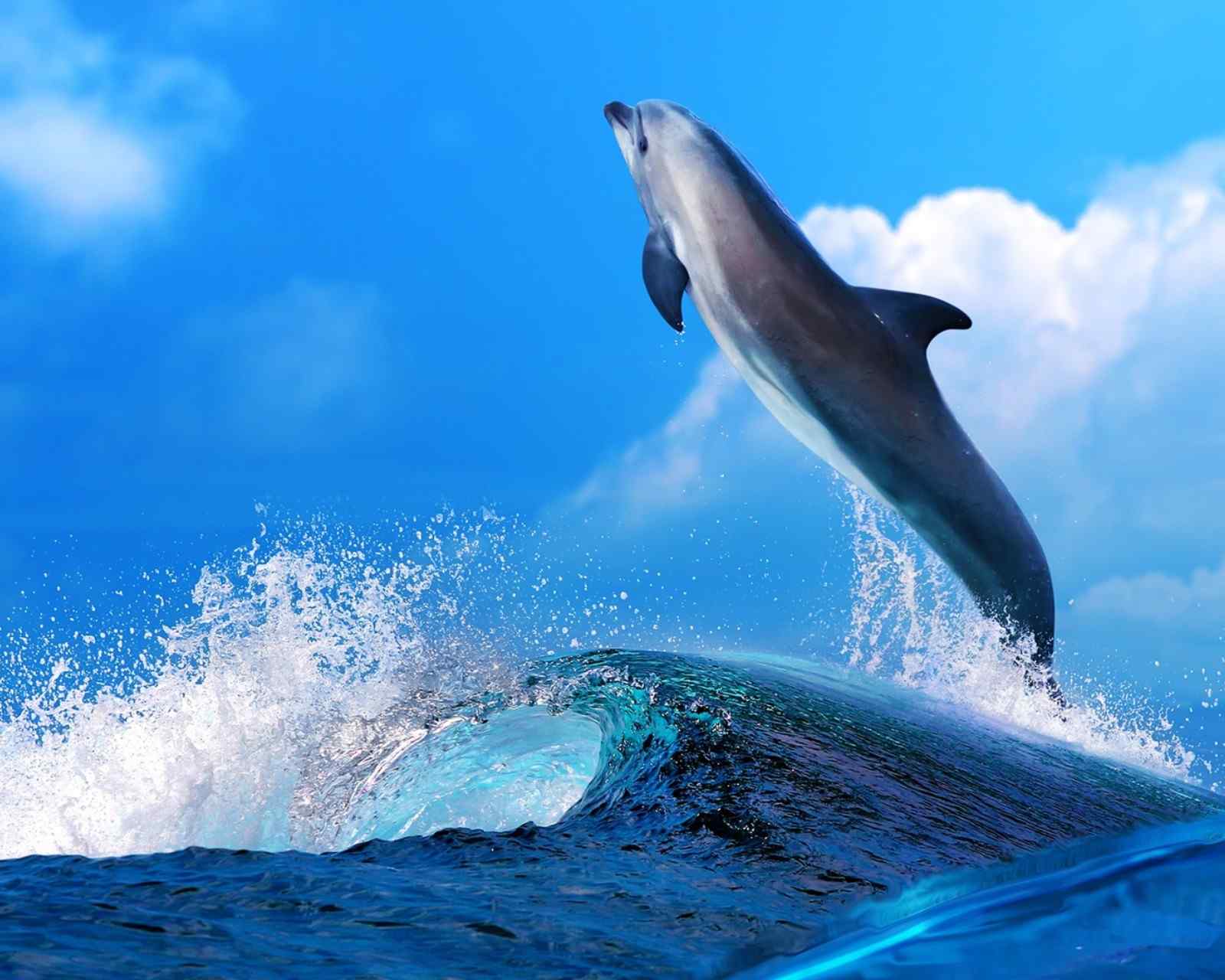 世界上最可爱的海豚图片